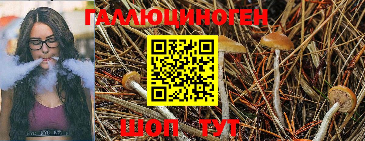 Псилоцибиновые грибы Psilocybine cubensis  Вход с VPN  Корсаков 